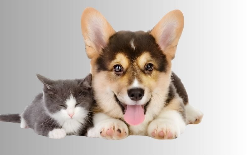 Chó mèo là vật nuôi thường thấy trong nhà